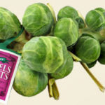 Trader Joe's Brussels Sprouts Stalk