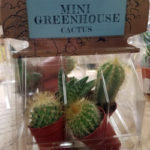 Trader Joe's Mini Greenhouse Cactus