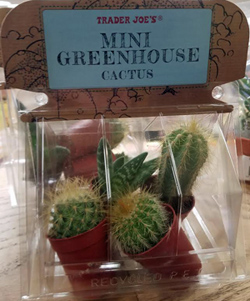 Trader Joe's Mini Greenhouse Cactus
