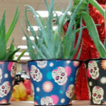 Trader Joe's Sugar Skull Air Plants