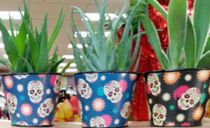 Trader Joe's Sugar Skull Air Plants