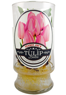 Trader Joe's Tulip Bulbs