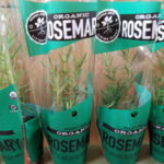 Trader Joe's Organic Rosemary Plant
