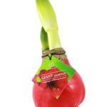 Trader Joe’s Amaryllis Bulbs in Wax