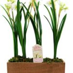 Trader Joe's Narcissus Table Box Flowers