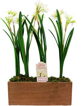 Trader Joe's Narcissus Table Box Flowers
