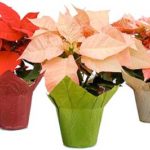 Trader Joe's Poinsettias