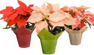 Trader Joe's Poinsettias