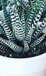 Trader Joe's Haworthia Plant