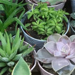 Trader Joe's Succulents
