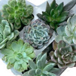 Trader Joe's Heart Shaped Succulents Planter