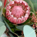 Trader Joe's Protea Flowers