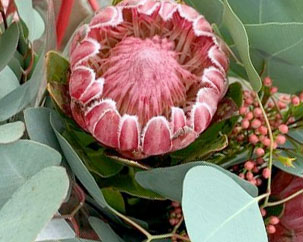 Trader Joe’s Protea Flowers Reviews