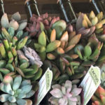 Trader Joe's Wine Bottle Succulent Garden