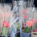 Trader Joe's Cactus Plant