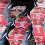 Dahlia Flowers Grow Kit