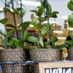 Trader Joe's Hoya Tower Plant