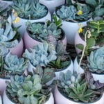 Trader Joe's Succulent Gardens
