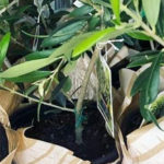 Trader Joe's Olive Tree