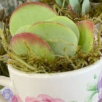 Trader Joe's Tea Cup Succulent