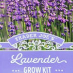 Trader Joe's Lavender Grow Kit