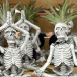 Trader Joe's Yogi Skeleton Plant