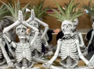 Trader Joe's Yogi Skeleton Plant