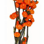 Trader Joe's 5-Stem Pumpkin Trees