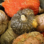 Trader Joe's Mixed Autumn Colored Pumpkins