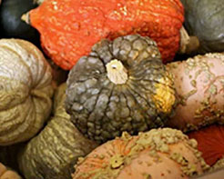 Trader Joe’s Mixed Autumn Colored Pumpkins Reviews