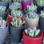 Trader Joe's Baby Toes Plants