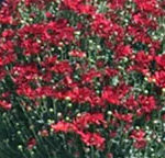 Trader Joe's Fall Hardy Mums