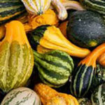 Trader Joe's Assorted Gourds