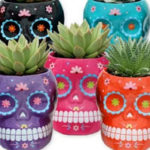 Trader Joe's Grande Succulent Skulls