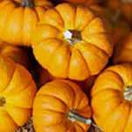 Trader Joe's Mini Orange Pumpkins