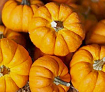 Trader Joe’s Mini Orange Pumpkins Reviews