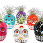 Trader Joe's Mini Succulent Skulls