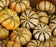 Trader Joe’s Mini Tiger Striped Pumpkins Reviews