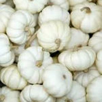 Trader Joe's Mini White Pumpkins