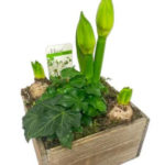 Trader Joe's Double Rose White Amaryllis Plant