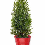 Trader Joe's Euro Tree Tin with Glitter