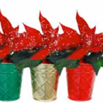 Trader Joe's Glittered Poinsettia Tins