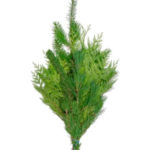 Trader Joe's Holiday Greens Bunch