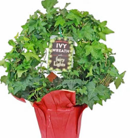 Trader Joe's Ivy Wreath with Fairy Lights