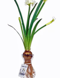 Trader Joe's Paperwhite Bulb in a Glass Vase