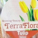 Growing Beauty Terra Flora Yellow Tulips
