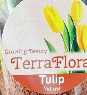 Growing Beauty Terra Flora Yellow Tulips