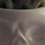 Trader Joe's Brain Cactus in Skull Pot