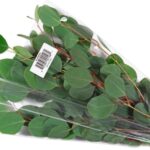 Trader Joe's Eucalyptus