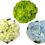 Trader Joe's Hydrangea 3-stem